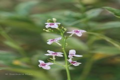Pseuderanthemum reticulatum